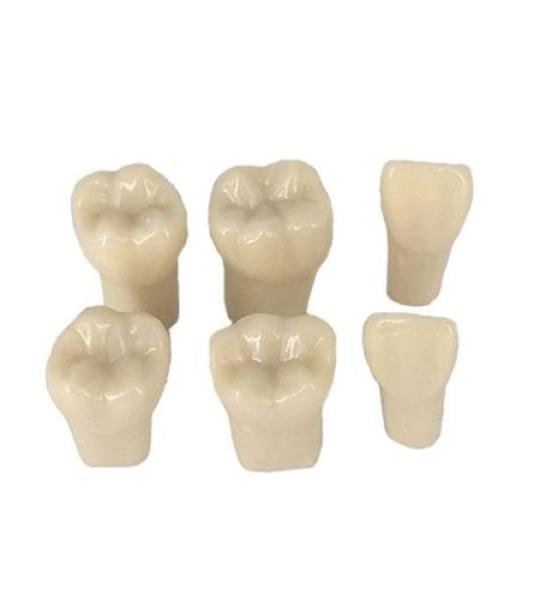 Pedo Resin Tooth